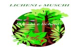 LICHENI e MUSCHI · 2019. 4. 8. · Muschi e licheni . Prima: raccolta . dopo: licheni: una pianta pioniera muschi: piante terrestri vincolate all'acqua . Il giardino dei batteri