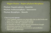 Phylum Hepaticophyta - Epatiche Phylum Anthocerophyta ... · •Phylum Hepaticophyta - Epatiche • Phylum Anthocerophyta - Antocerote • Phylum Bryophyta - Muschi • Circa 23,000