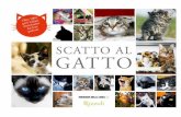 Scatto al gatto - Rizzoli Libri · tori era stato chiesto di inviare le foto del proprio micio e il risultato è stato sorprendente: circa cinquemila foto recapitate e più di tremila