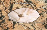 Le Rudiste, dal latino · 2003. 11. 15. · 127 Le Rudiste, dal latino rudis, costituiscono un gruppo di Bivalvi, ordine Rudistae Lamark, 1812, di grande interesse paleobiologico,