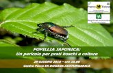 Home - Parco Ticino - POPILLIA JAPONICA: Un pericolo per ......Protocollo d’Intesa tra ERSAF e Parco del Ticino per monitoraggio di Popillia japonica e attività d’informazione