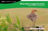 Weidevogelvisie · 2020. 3. 11. · Weidevogelvisie Provincie Utrecht 3 Voorwoord Utrecht is vermoedelijk de enige provincie, waar een zeldzame weidevogel als de kemphaan nog broedt.