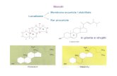 Sterolii - biochimiero.files.wordpress.com · Acizi biliari componenta bilei conjugati Acid taurocolic – absorbtie eficienta Pavlovic,N..at al., (2018) Front. Pharmacol.9:1283.