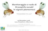 Drosophila suzukii - Vit.En · Drosophila suzukii in vigneti piemontesi *PROGRAMMA VITE 2016 * Il monitoraggio è stato condotto da: DISAFA –Università degli Studi di Torino (Fabio