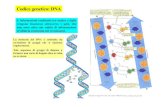 Codice genetico: DNA · permettono il legame di un aminoacido al sito accettore del tRNA. La traduzione dell’mRNA avviene così: il filamento di mRNA si posiziona sul ribosoma grazie