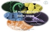 La microbiologia delle acque - ISS · Legionella spp Legionellosi, Cryptosporidium Dissenteria febbre di Pontiac Giardia lamblia Enterite Aspetti microbiologici delle acque utilizzate