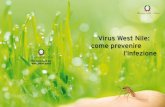 Virus West Nile: come prevenire l’infezione...elettrici, areando bene i locali prima di soggiornarvi e seguendo attentamente le istruzioni per l’uso; evita le attività all’aperto