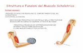 Struttura e Funzioni del Muscolo ScheletricoIl Muscolo scheletrico •Il corpo umano contiene circa 400 muscoli –40-50% del peso totale del corpo •Funzioni del muscolo scheletrico