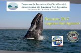 Reunion 2017 Laguna San Ignacio · Video: Flora ye Fauna de Laguna San Ignacio – Sergio Martínez Monitoreo La Abundancia de la ballena gris en Laguna San Ignacio Baja California,