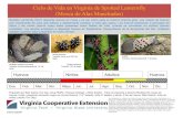 Ciclo de Vida en Virginia de Spotted Lanternfly (Mosca de Alas … · 2019. 6. 24. · Ciclo de Vida en Virginia de Spotted Lanternfly (Mosca de Alas Manchadas) Ene. Feb. Mar. Abr.