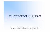 Fisiokinesiterapia e riabilitazione - CitoscheletroIl citoscheletro: • esercita trazione sui cromosomi allontanandoli durante la mitosi e poi taglia la cellula in due nella divisione