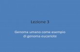 Lezione 3 - Unifem.docente.unife.it/silvia.fuselli/dispense-corsi/BAG... · 2014. 10. 14. · Lezione 3 Genoma umano come esempio di genoma eucariote . 3.2 x 109 bp 22 autosomi +