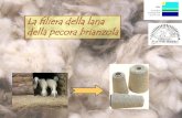 La filiera della lana della pecora brianzolaLa pecora brianzola è particolarmente adatta all’allevamento familiare ed in grado di esprimere il meglio delle sue potenzialità in
