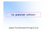Le giunzioni cellulari - Fisiokinesiterapia giunzioni cellulari.pdf · Giunzioni cellulari specializzate si Giunzioni cellulari specializzate trovano nei punti di contatto cellula-cellulae