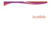 New La scoperta delle cellule - Unife · 2011. 10. 7. · La teoria cellulare 1. La cellula è l’unità di base dell’organizzazione della materia vivente; 2. Tutti gli organismi