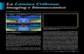 New La Lamina Cribrosa: imaging e biomeccanica Lamina Cribrosa.pdf · 2014. 10. 7. · a sieve, and therefore it is called lamina cribrosa."[1, 2]. Il rinnovato interesse che le nuove