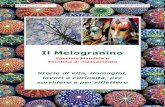 Il Melogranino · 2016. 2. 11. · Un esempio di Mandala da colorare! Il Melogranino Che sia con matite colorate o con pennarelli, colorare un Mandala oltre che divertire, permette