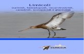New L'associazione Venezia Birdwatching si propone · 2020. 10. 4. · L'associazione Venezia Birdwatching si propone principalmente la diffusione dell’attività di osser-vazione