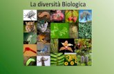 Presentazione standard di PowerPoint · La diversità Biologica . Sulla terra è possibile incontrare una incredibile varietà di organismi diversi sia animali che vegetali uomo incluso.