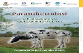 Paratubercolosi - IZSLER“Mycobacterium avium subsp. paratuberculosis” • È il batterio responsabile della paratubercolosi. • Si moltiplica solo nell’organismo degli animali