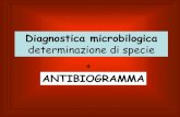 Diagnostica micro batteriologica 2.pdf · PDF file Diagnostica microbilogica determinazione di specie ANTIBIOGRAMMA + In microbiologia saggiando i prodotti chimici finali di processi