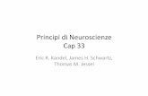 Principi di Neuroscienze Cap 33 · 2012. 10. 23. · L’organizzazione del movimento • I sistemi motori generano movimen riﬂessi, ritmici e volontari • I movimen volontari