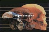 L’origine dell’uomo - people.unica.it · 2019. 4. 6. · americani fanno una scoperta eccezionale: uno scheletro fossilizzato, quasi completo. Gli studi su di esso dimostrano