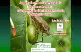 Halyomorpha halys - Giornate Fitopatologiche · 2018. 10. 22. · •Forum Entomologi Italiani () •Ornitho () •I-Naturalist () •Forum su Facebook: •ENTOMOLOGIA •Riconoscimento