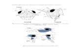 Capul - UVT-CBG-Biologie · 2020. 11. 13. · Material suplimentar curs ”Sistematica și biologia nevertebratelor celomate ” Capul Fig. 1: piesele capsulei cefalice şi principalele