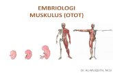 EMBRIOLOGI MUSKULUS (OTOT) · 2017. 10. 27. · Sel-sel dorsolateral somit otot ekstremitas dan dindinq tubuh. Set-set dorsomedial ke bawah epitel dorsal sornit miotom. C. Sel-sel