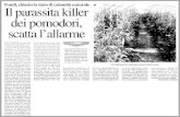Latina Oggi Parassita Killercameradicommerciolatina.it/wp-content/uploads/2009/07/Latina_Ogg… · non si è trovato un pesticida efficace. D' inverno la falena che depone circa 500