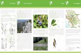 L’Orto Botanico I settori e le collezioni Progetti Come raggiungerci … · 2019. 10. 7. · Istituito nel 1966 per la salvaguardia e la valorizzazione della flora delle Alpi Apuane,