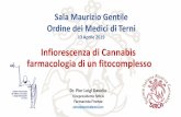 Infiorescenza di Cannabis farmacologia di un fitocomplesso · 2019. 4. 17. · “Indicazioni” della cannabis (MS) La prescrizione ad uso medico in Italia riguarda (DM 9/11/2015):