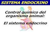 SISTEMA ENDOCRINO Control químico del organismo animal ......SISTEMA ENDOCRINO Chapter 32 2 Características generales -Comprende un conjunto de órganos glandulares que cumplen un