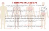 Il sistema muscolare - Salesiani Bra...2020/03/04  · Muscoli e movimento I muscoli scheletrici sono collegati alle ossa mediante cordoni fibrosi detti tendini e consentono al corpo