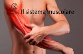 Il sistema muscolare - Lattes Editori...principali muscoli e le loro funzioni. Osserviamo i muscoli Massetere: è il più forte dei muscoli masticatori. Muscoli mimici: la loro contrazione