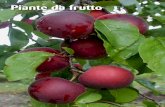 Piante da frutto - Ingegnoli · 2017. 11. 8. · CiLiEGio Sunburst AUToFERTiLE Varietà di ciliegio a fioritura e maturazione tardiva. Il frutto è di elevate dimensioni con forma