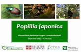 Halyomorpha halys e Popillia japonica: nuovi insetti dannosi per il … · 07/03/2018 38 MATERIALI E METODI PROVE DI SEMICAMPO Le prove sull’efficaciadegli EPN su larve di P japonica