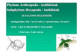 Phylum Arthropoda - ízeltlábúak Subphylum Hexapoda - hatlábúaktorokjul.web.elte.hu/hexapoda-parainsecta jo.pdf · 2006. 11. 20. · Phylum: Arthropoda - ízeltlábúak Subphylum: