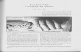 Dialnet · 2020. 4. 30. · Fig. 7.- Celidonia (Chelidonium majus), de ta- maho natural (Dioscórides, p. 246). Fig. 6.- Escudo de Fernán Pérez de Andrade en los pies de su sepulcro.