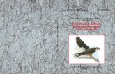 Piano d’azione nazionale per il Falco della Regina (Falco ......nazionale del piano d’azione per il Falco della regina redatto da BirdLife International su incarico della Commissione