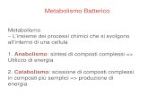 Metabolismo Batterico · 2020. 3. 20. · Metabolismo batterico • Eterotrofi – ottengono energia dall’ossidazione di sostanze organiche complesse prodotte da altri organismi