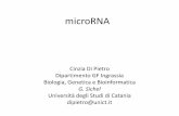microRNA - bgbunict.it di...come marcatori di risposta a determinate terapie farmacologiche. DIAGNOSI TERAPIA Possibilità di inserire in particolari vettori e veicolarli in cellule