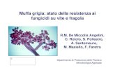 Muffa grigia: stato della resistenza ai fungicidi su vite e fragola Medicina Vegetale/Atti Anno... · 2014. 12. 30. · N-fenilcabammati (diethofencarb) Biosintesi degli steroli DMI,