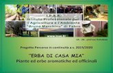 “ERBA DI CASA MIA” · 2020. 1. 29. · “ERBA DI CASA MIA” Piante ed erbe aromatiche ed officinali Progetto Percorso in continuità a.s. 2019/2020 1A - 2A - prof.ssa Tortolano