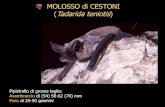 MOLOSSO di CESTONI (Tadarida teniotis) · •Coda sporgente dal patagio per 4-7 mm “Genere EPTESICUS” Eptesicus serotinus avambraccio 50-54 mm - peli dorso bruno chiaro Eptesicus
