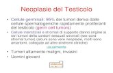 Neoplasie del Testicolo - Neoplasie del Testicolo â€¢Cellule germinali: 95% dei tumori deriva dalle