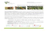 Raccolta olive 2020 - laRegione Ticino · 2020. 10. 20. · La raccolta delle olive inizia da noi a metà ottobre, se di varietà precoce, arrivando fino a dicembre, se più tardiva.