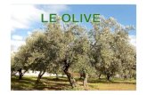 L’oliva La delle olive LLOLIVA’OLIVA · 2015. 1. 22. · LA RACCOLTA DELLE OLIVE Le oli tlive maturano:-solitamente in ottobre, se di varietà precoce-in dicembre e gennaio se