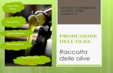 DELL’OLIO lavori/expo/olio... · 2019. 11. 22. · Raccolta delle olive ISTITUTO COMPRENSIVO «OLCESE» ROMA CLASSE 2^A raccolta olive frangitura gramolatura Separazione liquido/solido